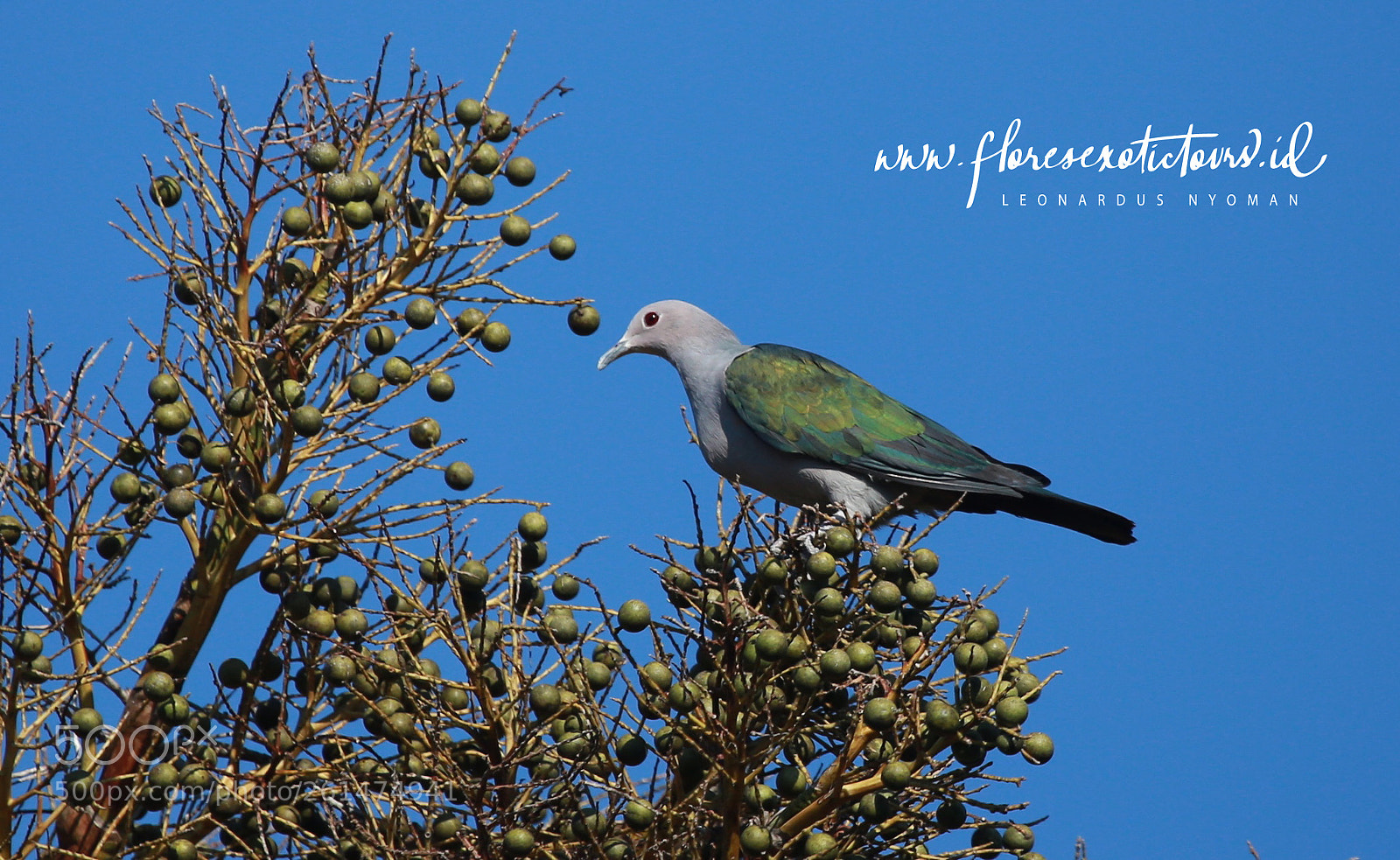 Canon EOS 6D sample photo. Green imperial pigeon ducula photography