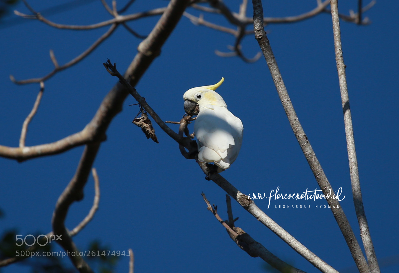 Canon EOS 6D sample photo. Yellow-crested cockatoo photography
