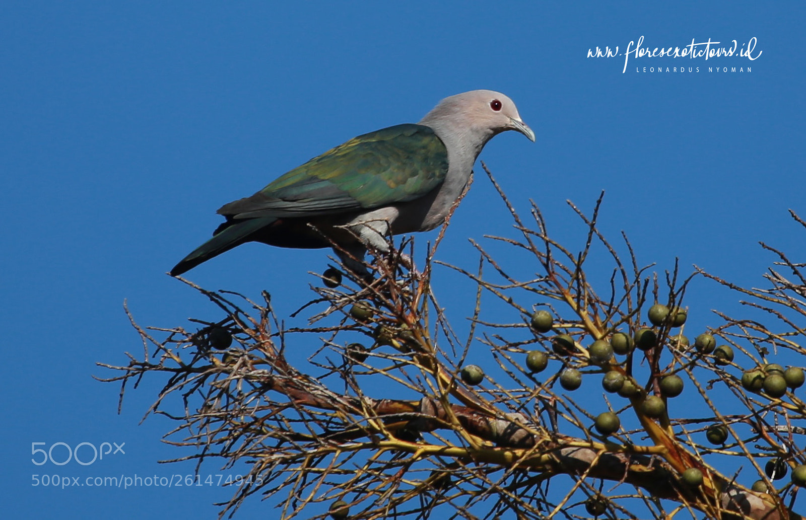 Canon EOS 6D sample photo. Green imperial pigeon ducula photography