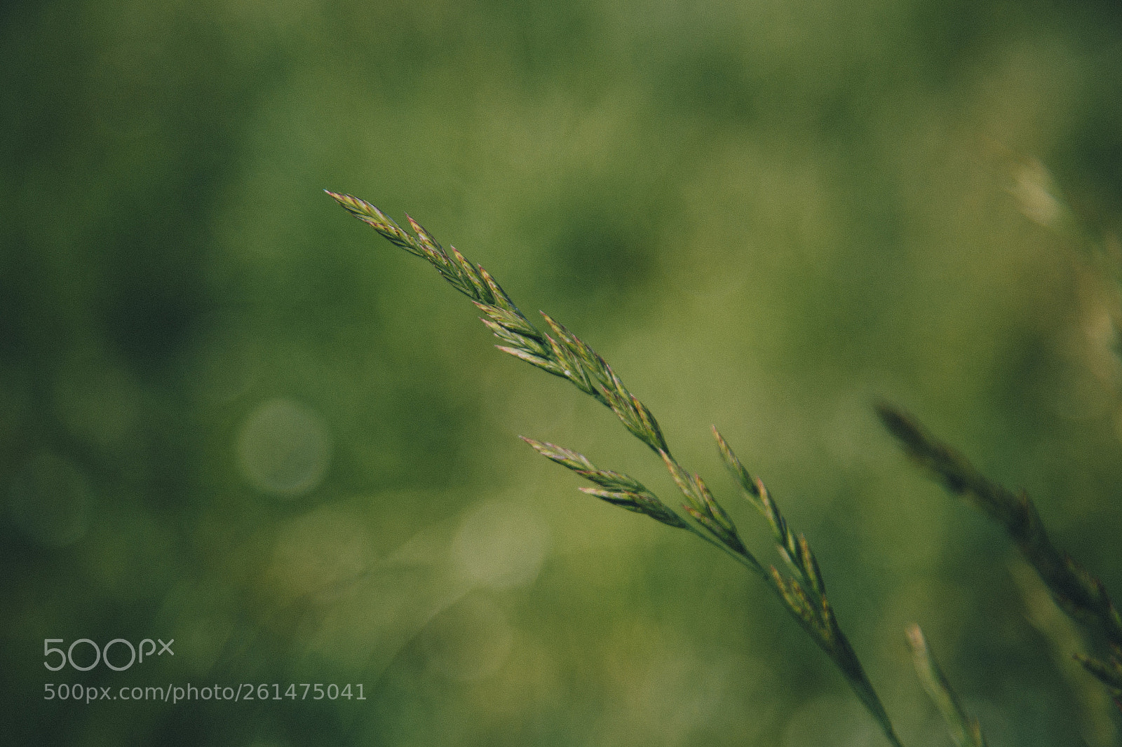 Canon EOS 6D sample photo. Green mood photography
