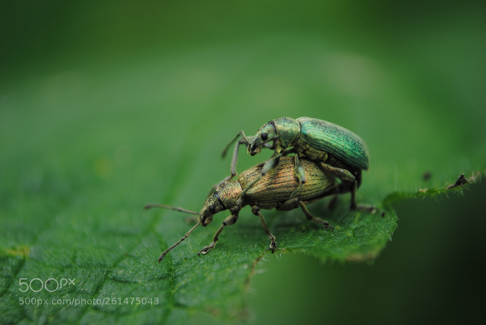 Nikon D3000 sample photo. Bug love photography