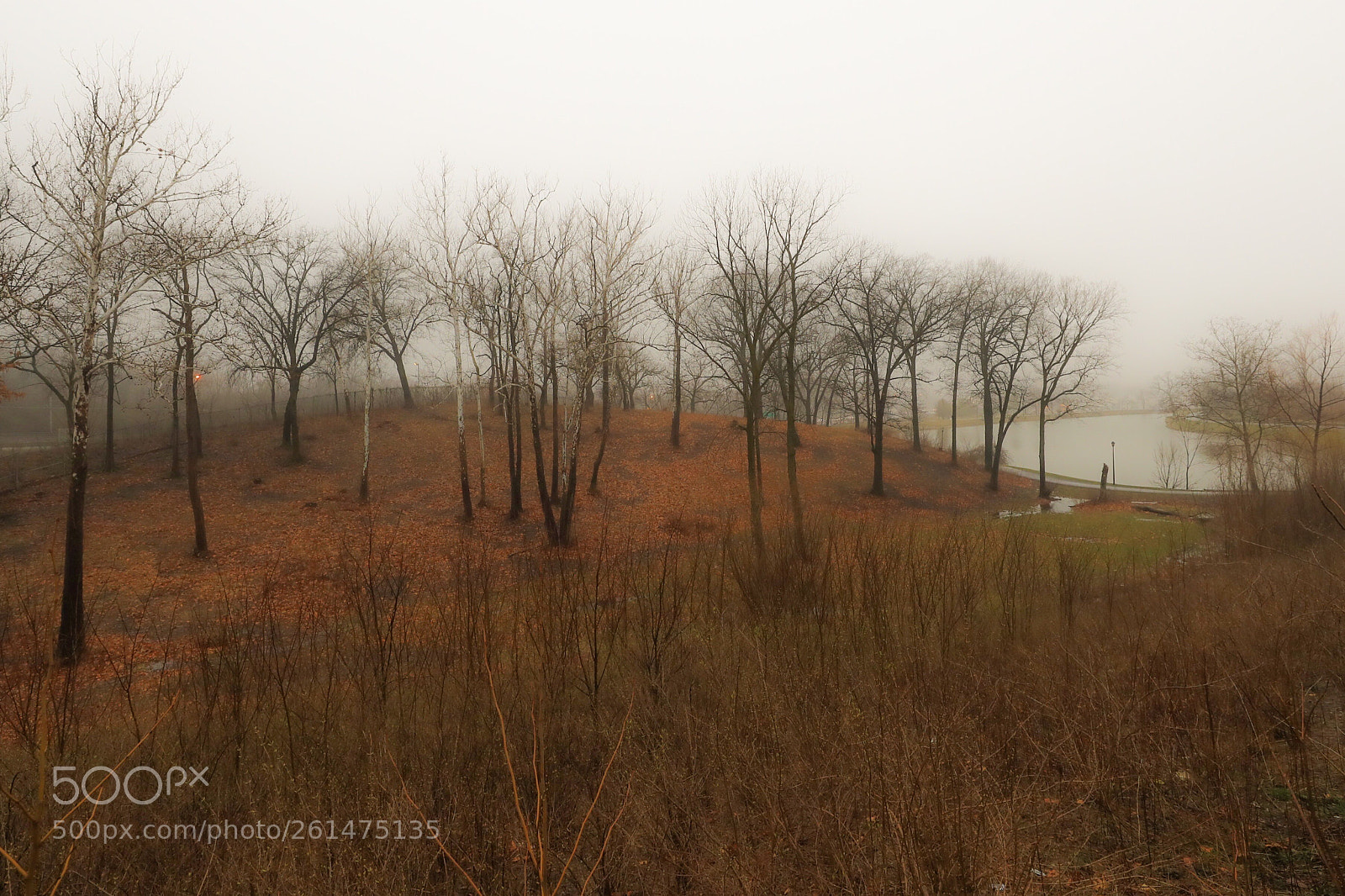 Canon EOS-1D X Mark II sample photo. Misty morning photography