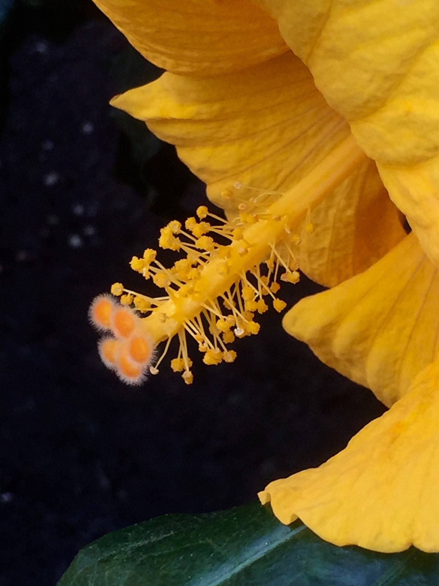Apple iPhone 6 Plus sample photo. Stigma and stars photography
