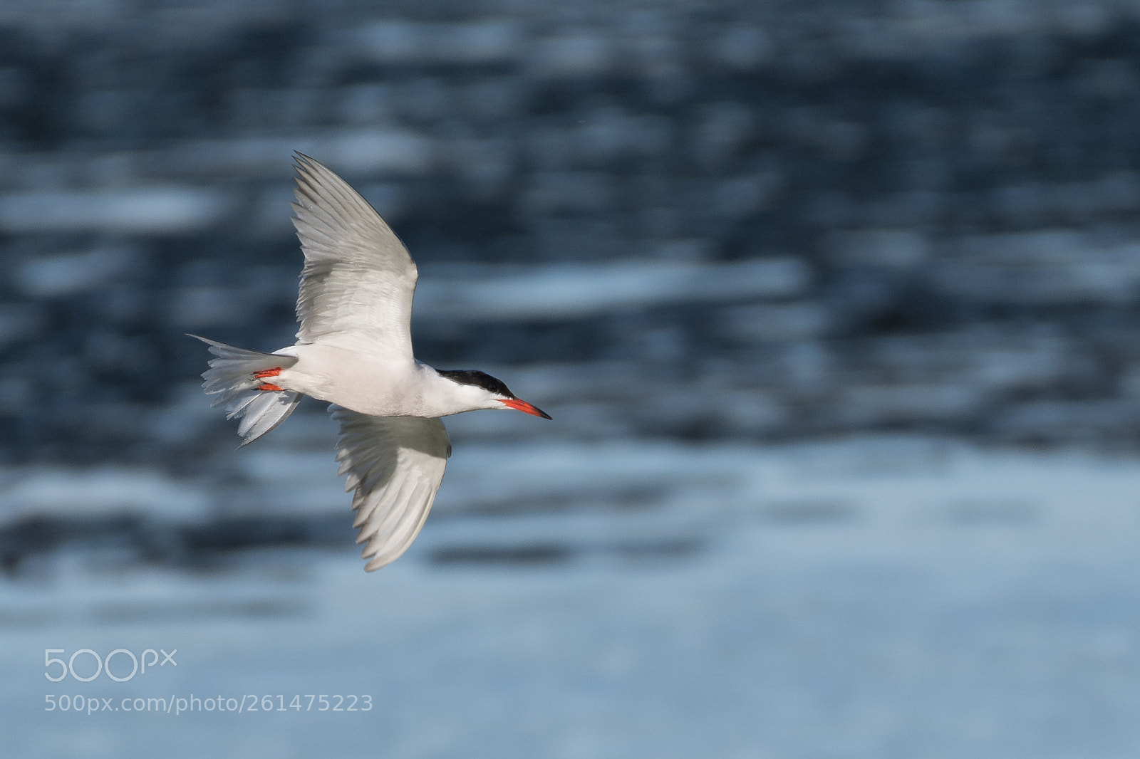 Nikon D500 sample photo. Common tern in flight photography