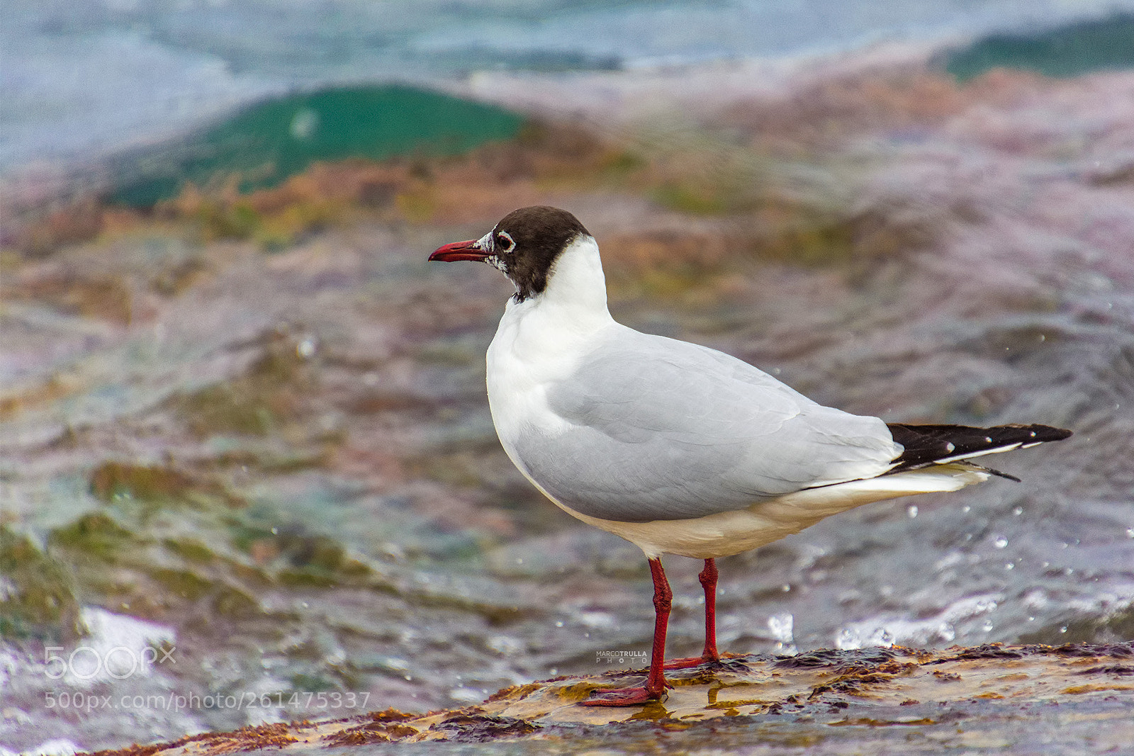 Nikon D7200 sample photo. Contemplating the sea photography