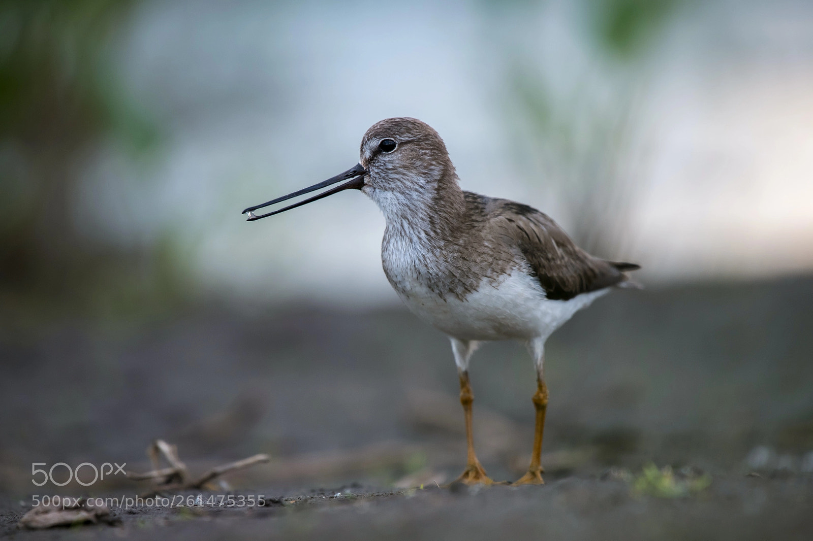 Nikon D850 sample photo. Terek sandpiper photography
