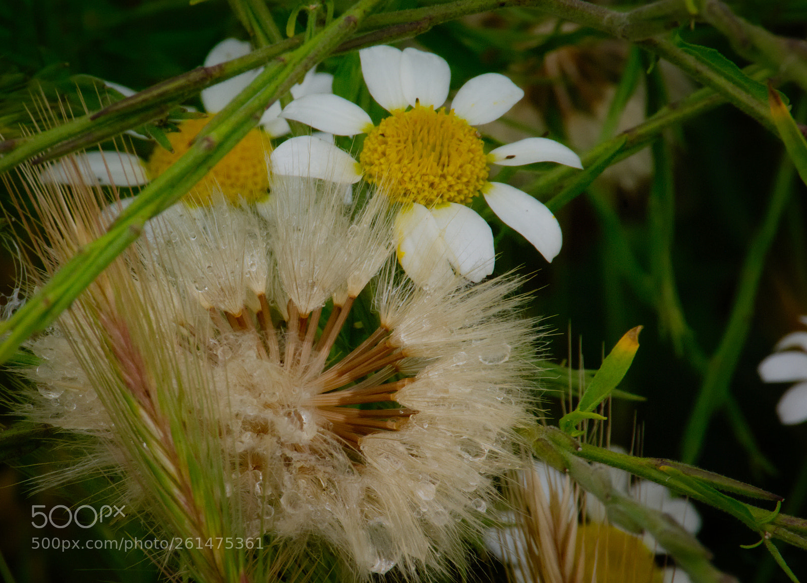 Pentax K10D sample photo. Captured droplets... photography