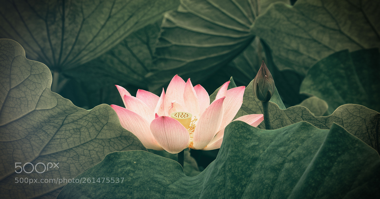 Canon EOS 5D Mark IV sample photo. 荷花.八卦田 photography