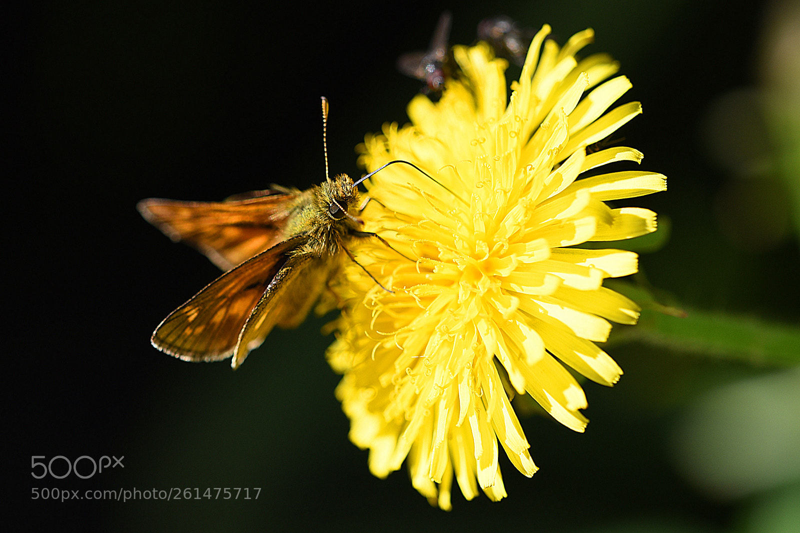 Nikon D750 sample photo. Thymelicus lineola photography