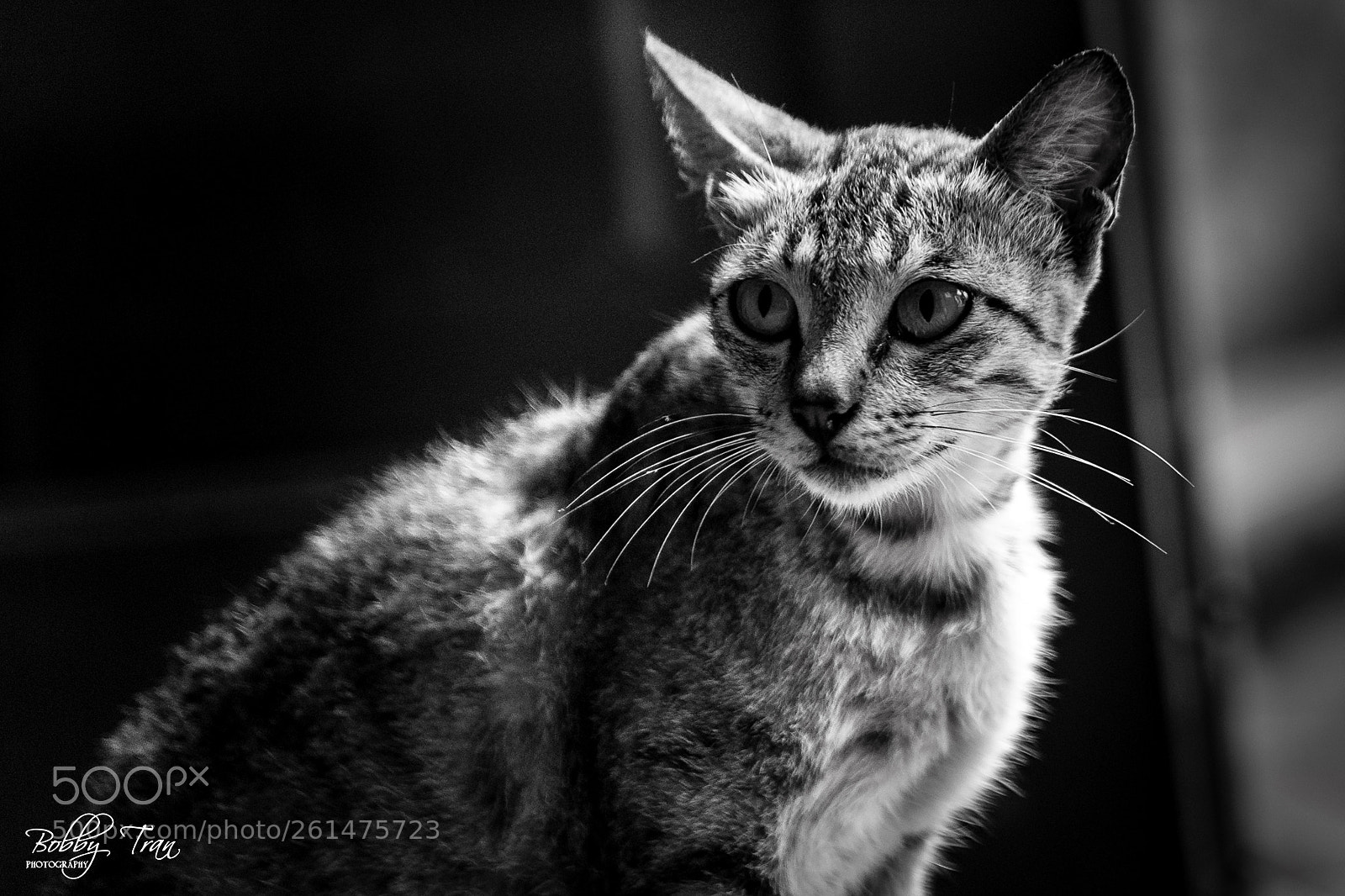 Canon EOS 6D sample photo. The cat photography