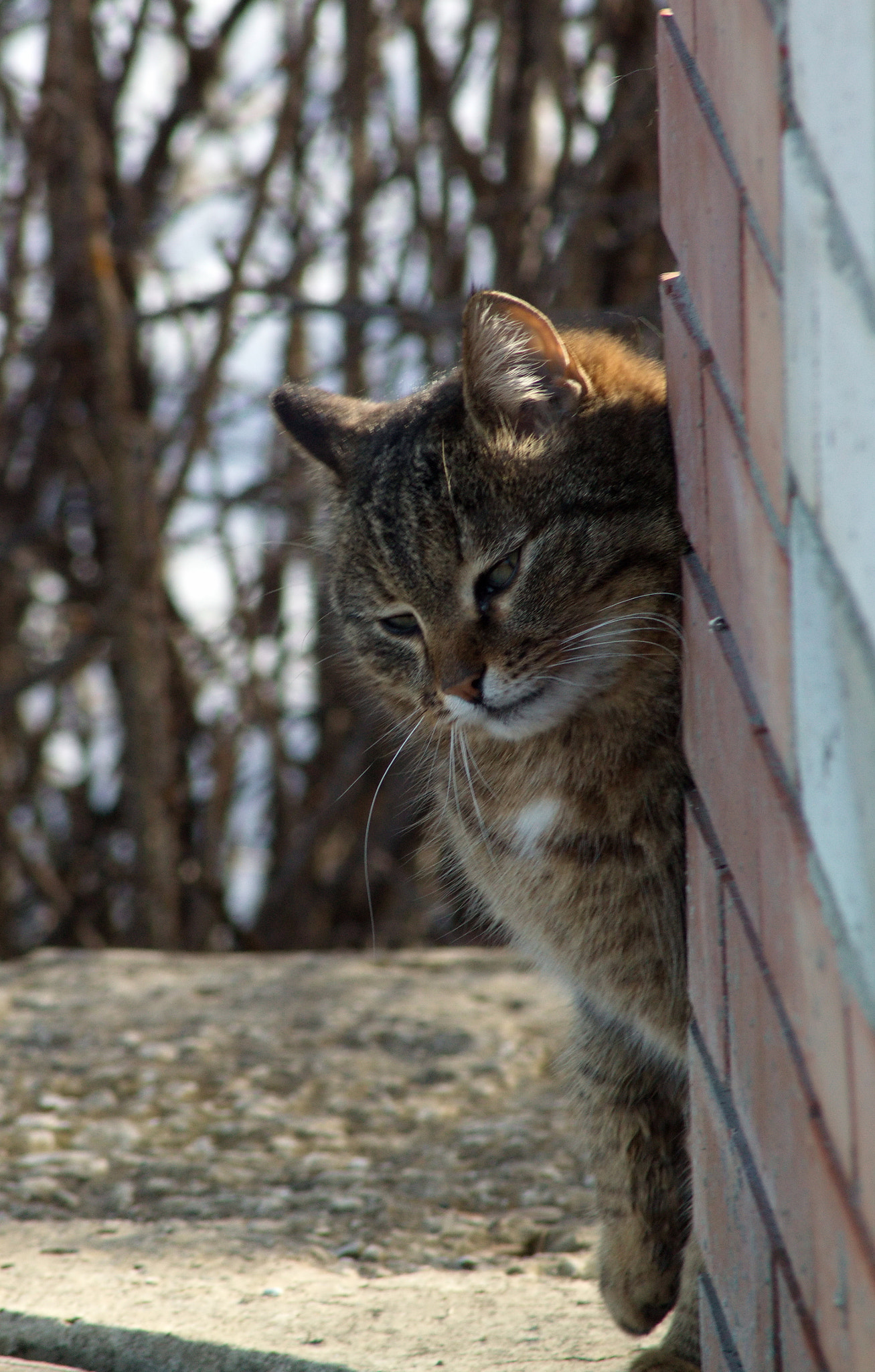 Canon EOS 500D (EOS Rebel T1i / EOS Kiss X3) sample photo. Мыслитель... photography