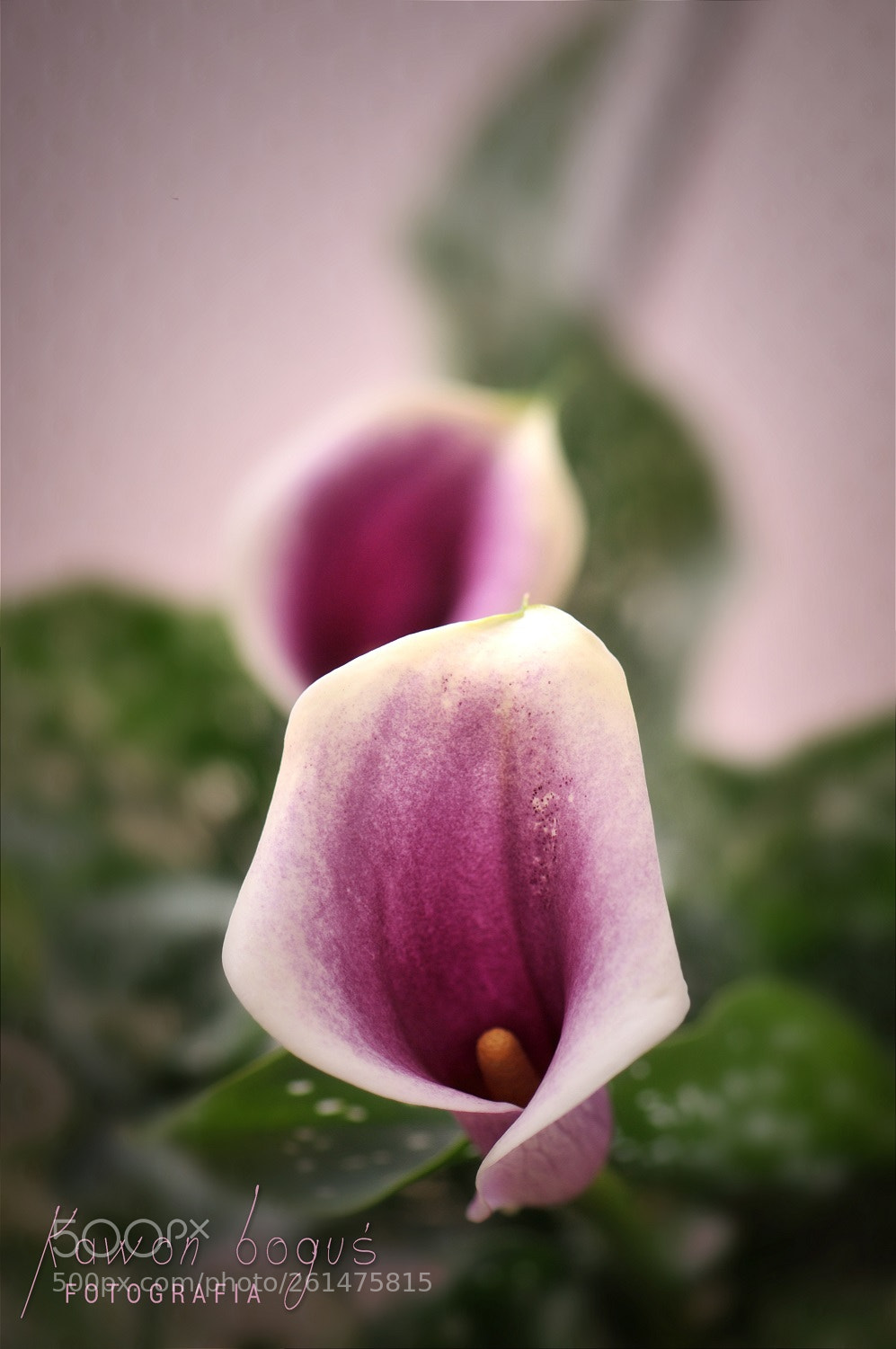 Nikon D300S sample photo. . . . z parapetu photography