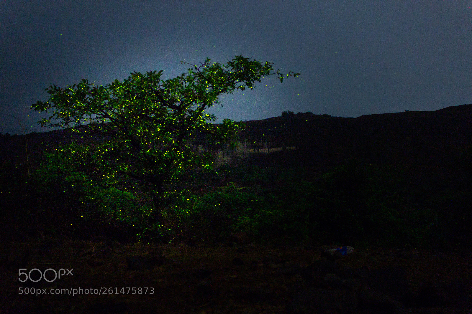 Canon EOS 600D (Rebel EOS T3i / EOS Kiss X5) sample photo. Fireflies at rajmachi trail photography