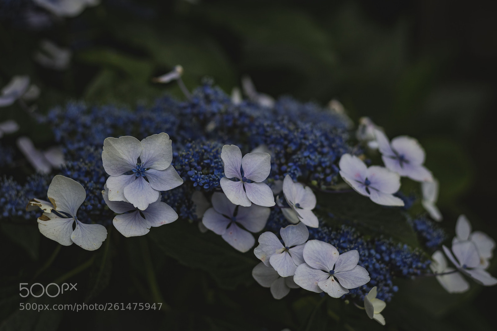 Canon EOS 1200D (EOS Rebel T5 / EOS Kiss X70 / EOS Hi) sample photo. Bluish photography