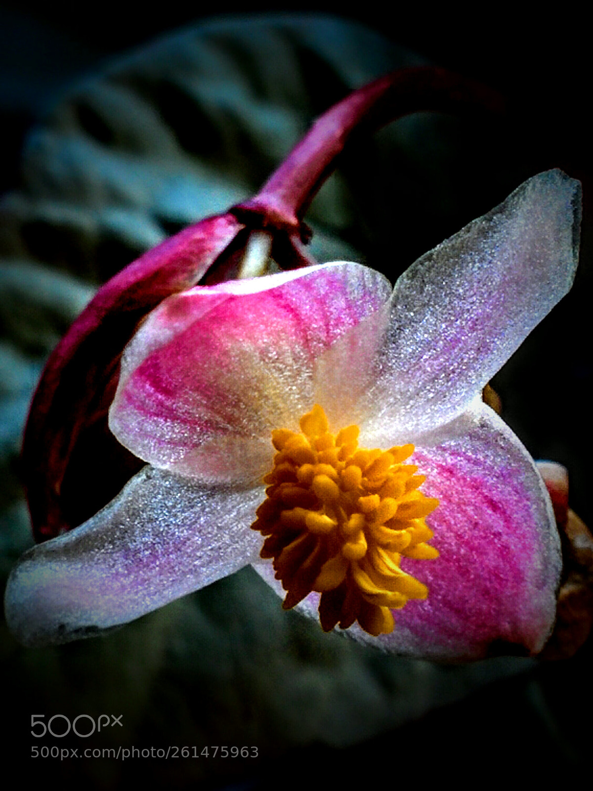 LG Nexus 5 sample photo. Begonia rex photography