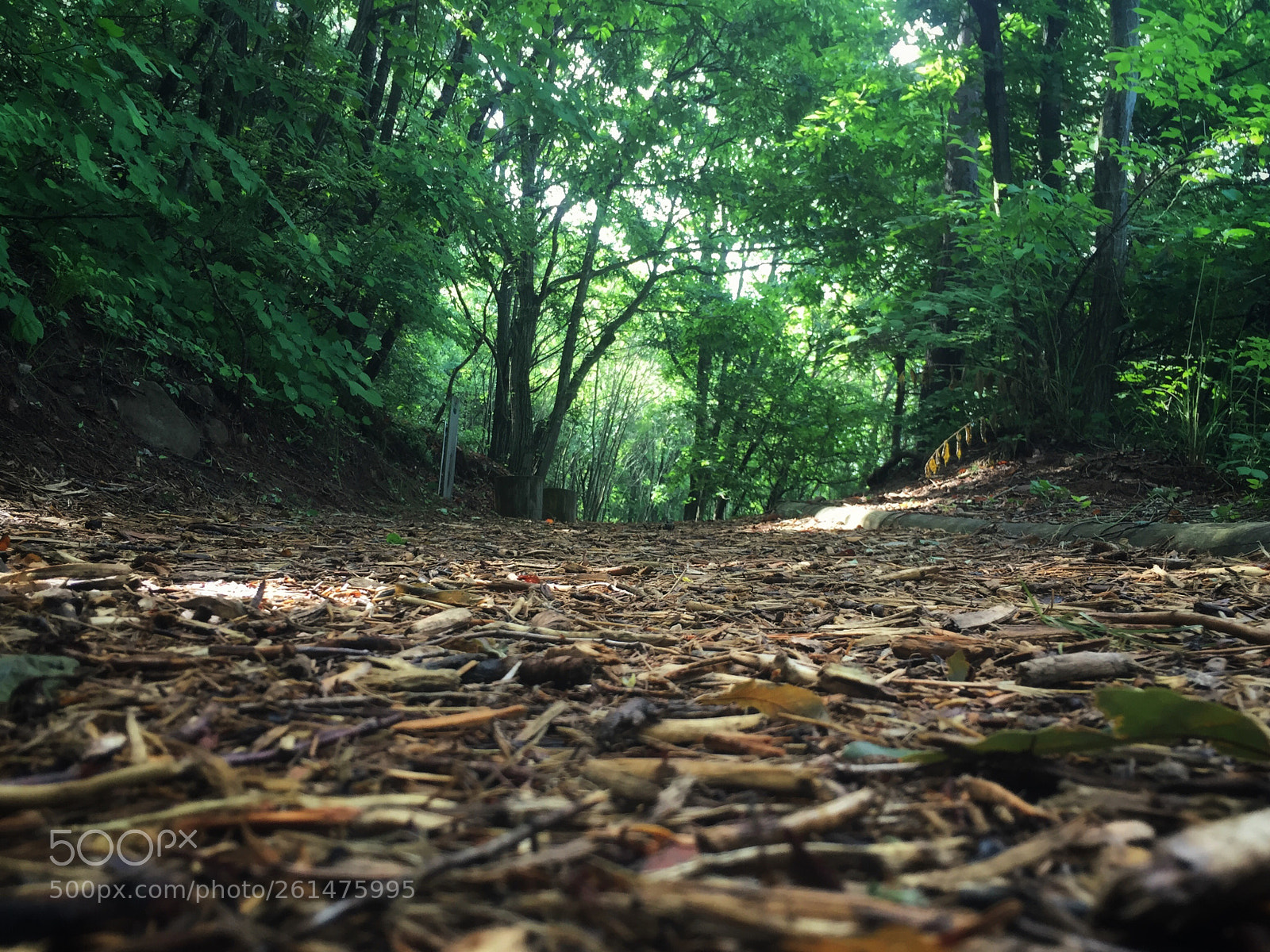 Apple iPhone 6 sample photo. Morning forest  photography