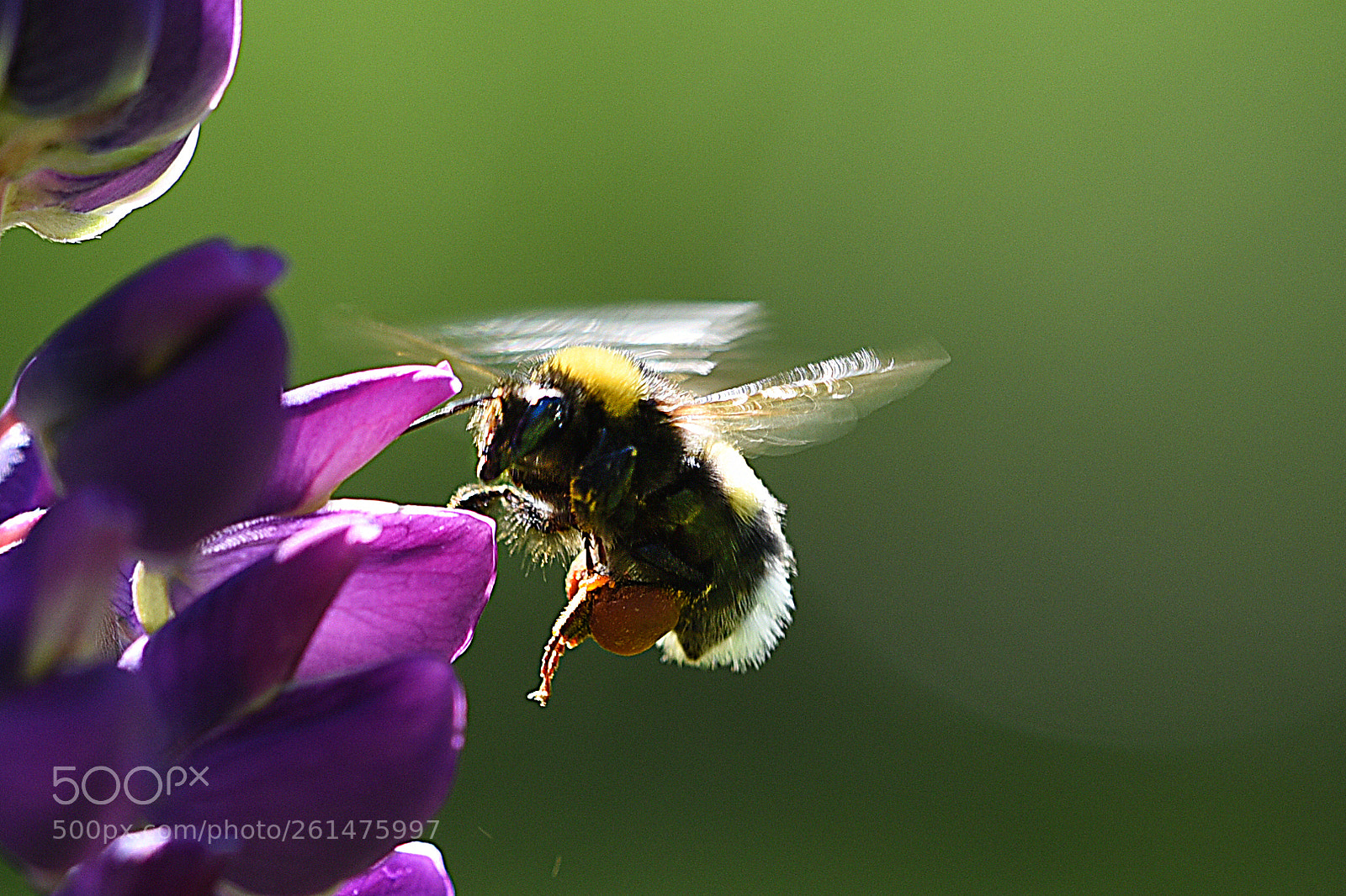 Nikon D750 sample photo. Bumblebee photography