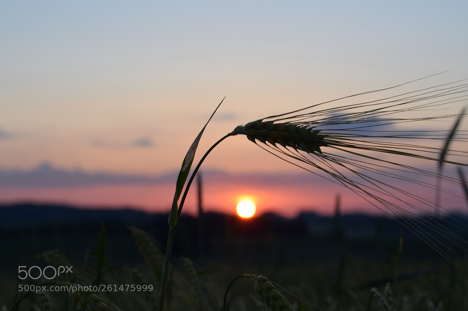 Nikon D5300 sample photo. In the morning photography