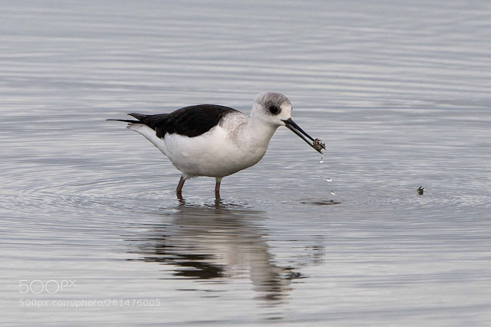 Nikon D500 sample photo. Pied stilt poaka himantopus photography