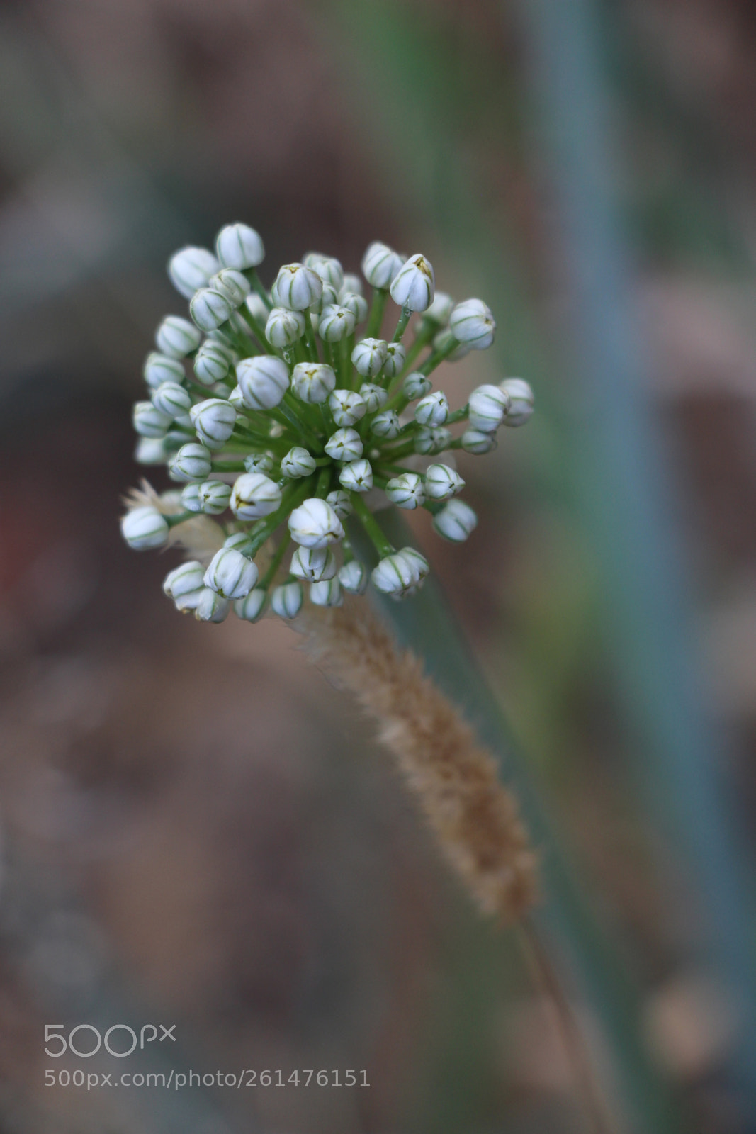 Canon EOS 700D (EOS Rebel T5i / EOS Kiss X7i) sample photo. Untitled photography