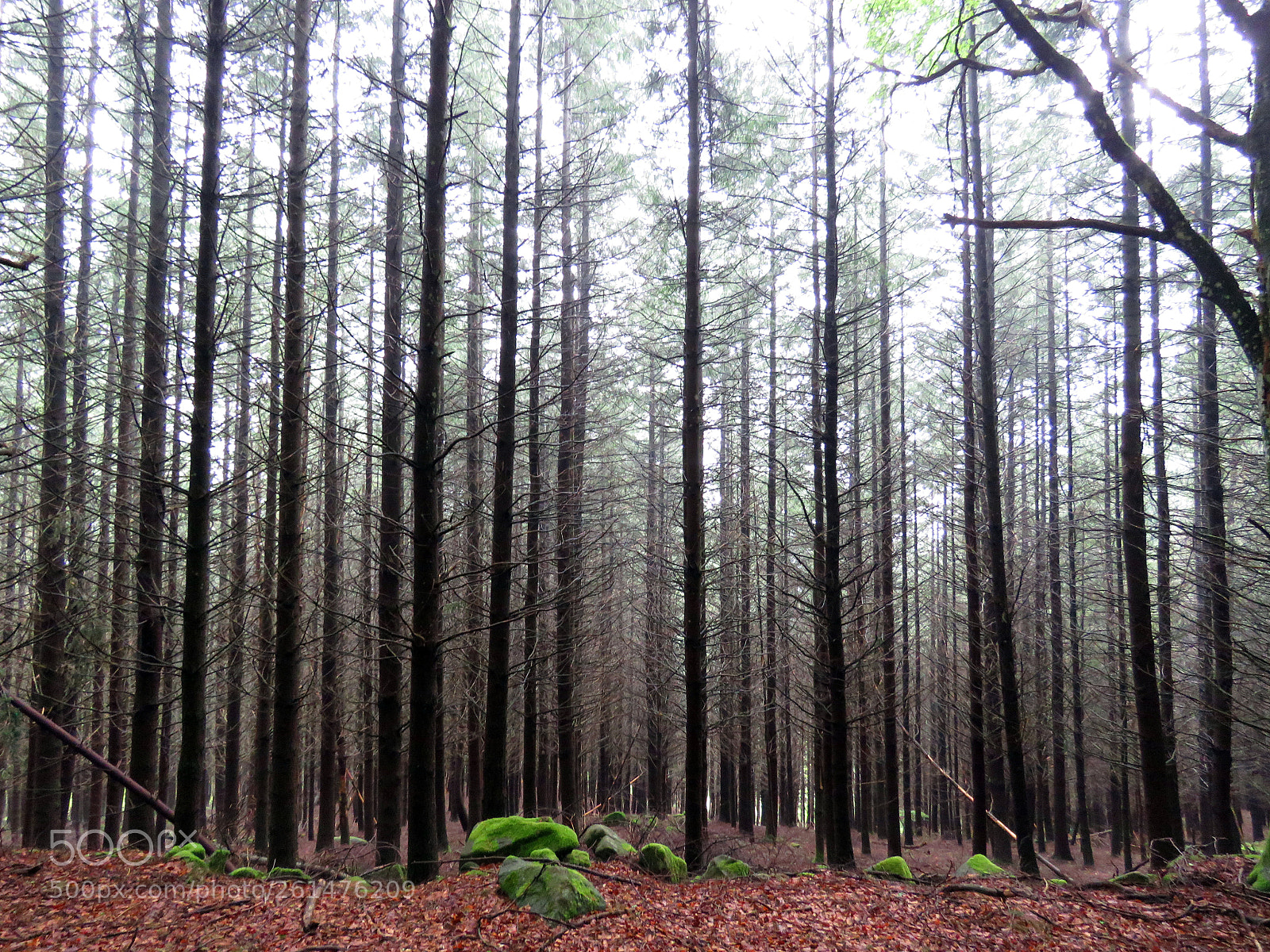 Canon PowerShot SX60 HS sample photo. Dark forest photography