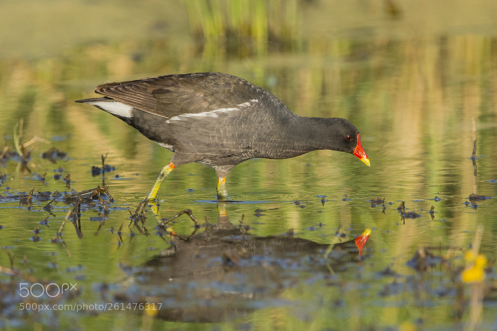 Nikon D7100 sample photo. Common moorhen photography