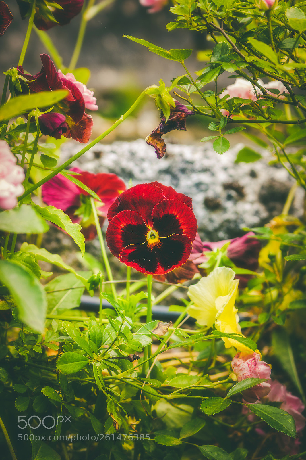 Canon EOS 750D (EOS Rebel T6i / EOS Kiss X8i) sample photo. Beaty in nature 1 photography