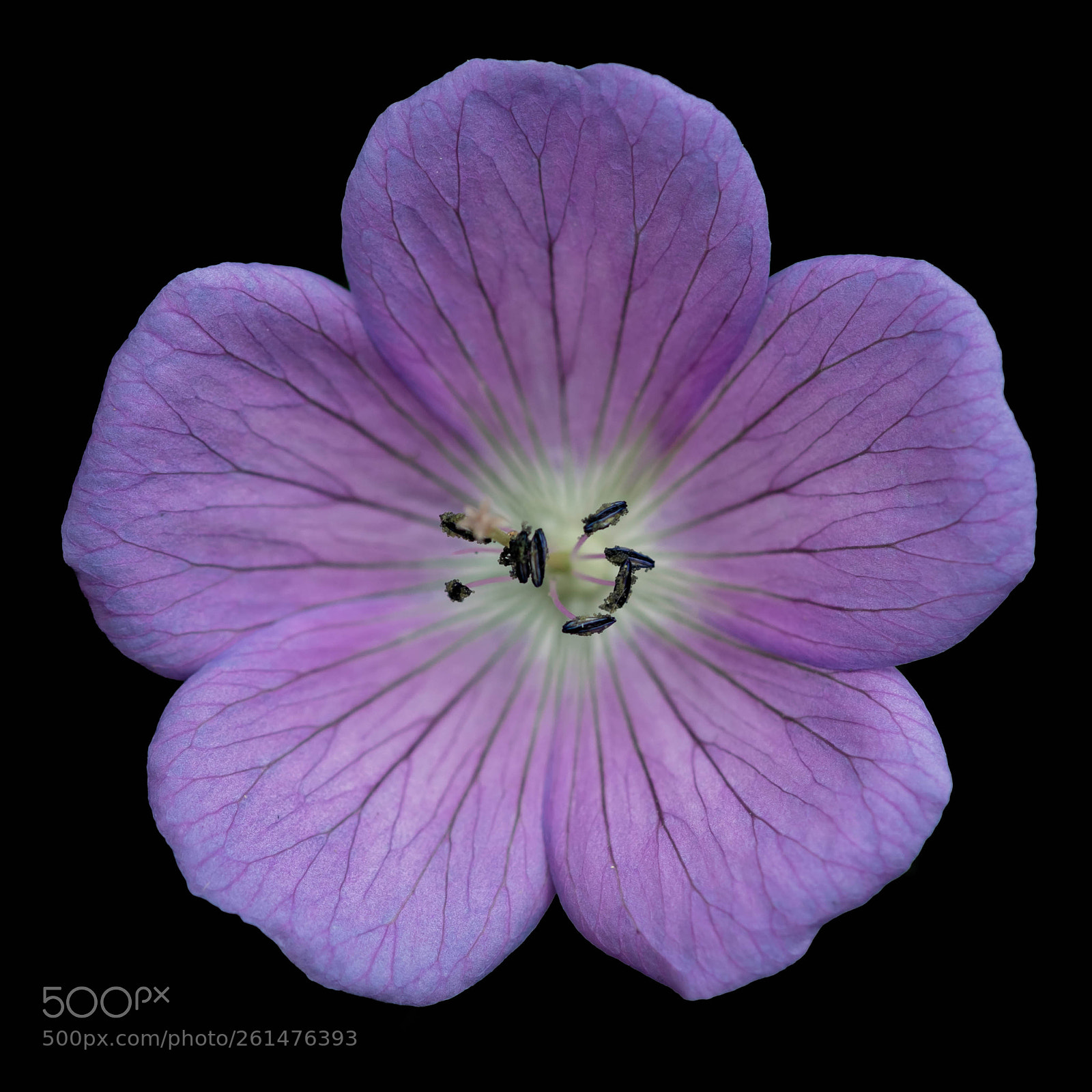 Nikon D5300 sample photo. Cranesbill photography