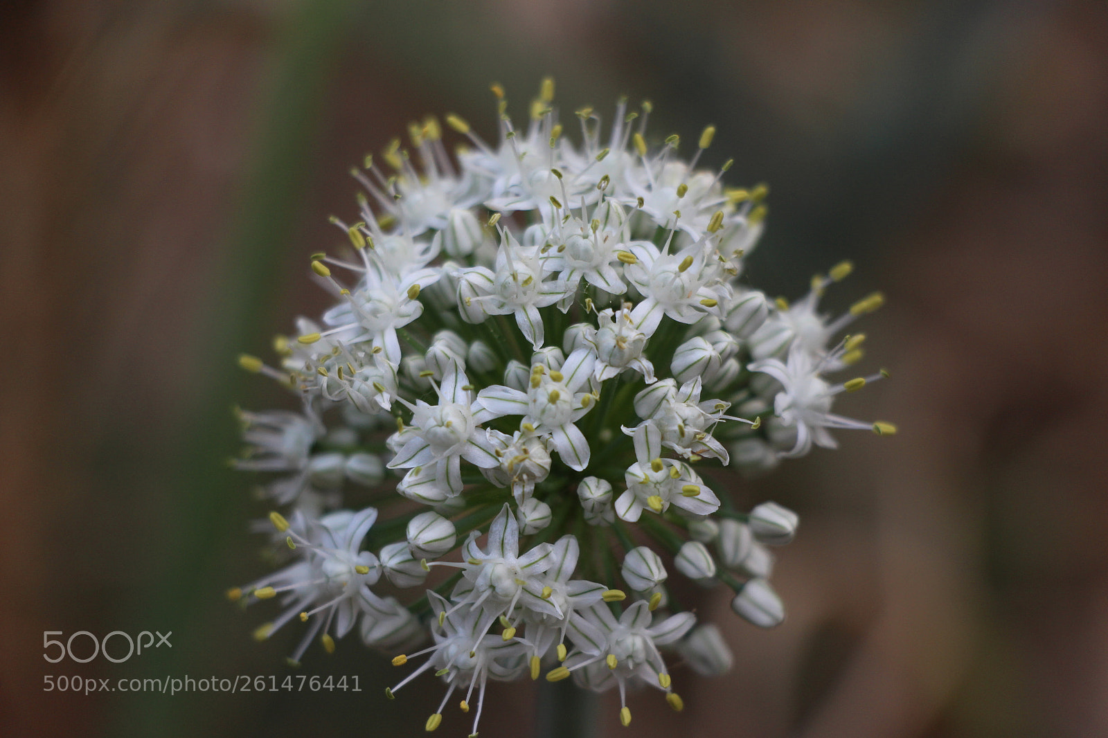 Canon EOS 700D (EOS Rebel T5i / EOS Kiss X7i) sample photo. Untitled photography