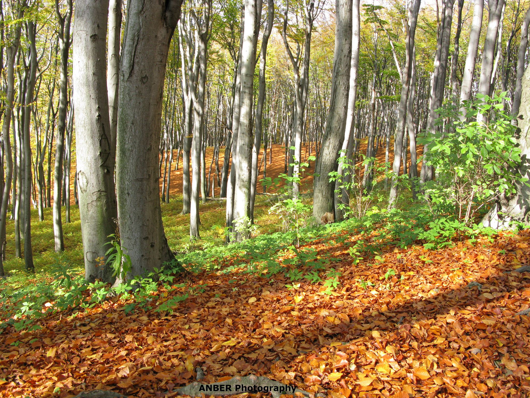 Canon POWERSHOT G9 sample photo. Colours of autumn photography
