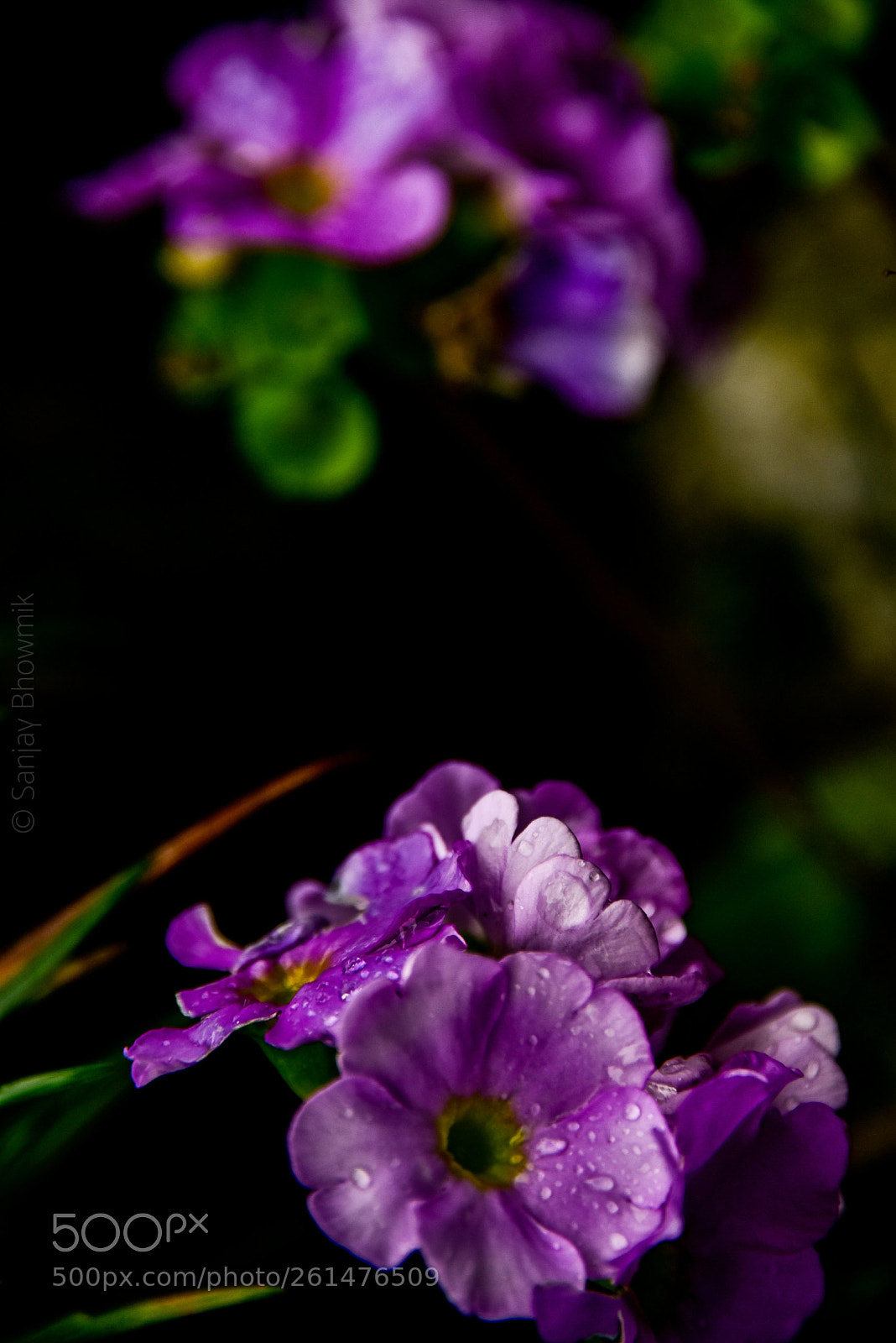 Nikon D750 sample photo. Untitled photography