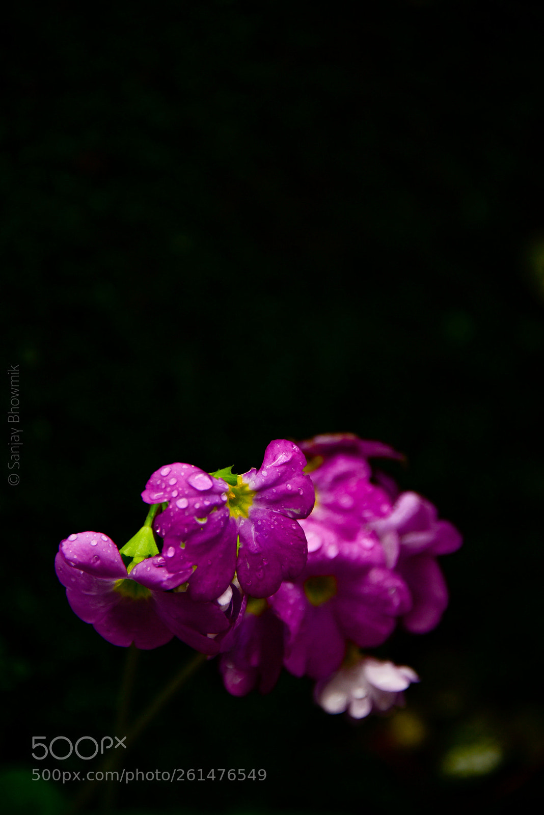 Nikon D750 sample photo. Untitled photography