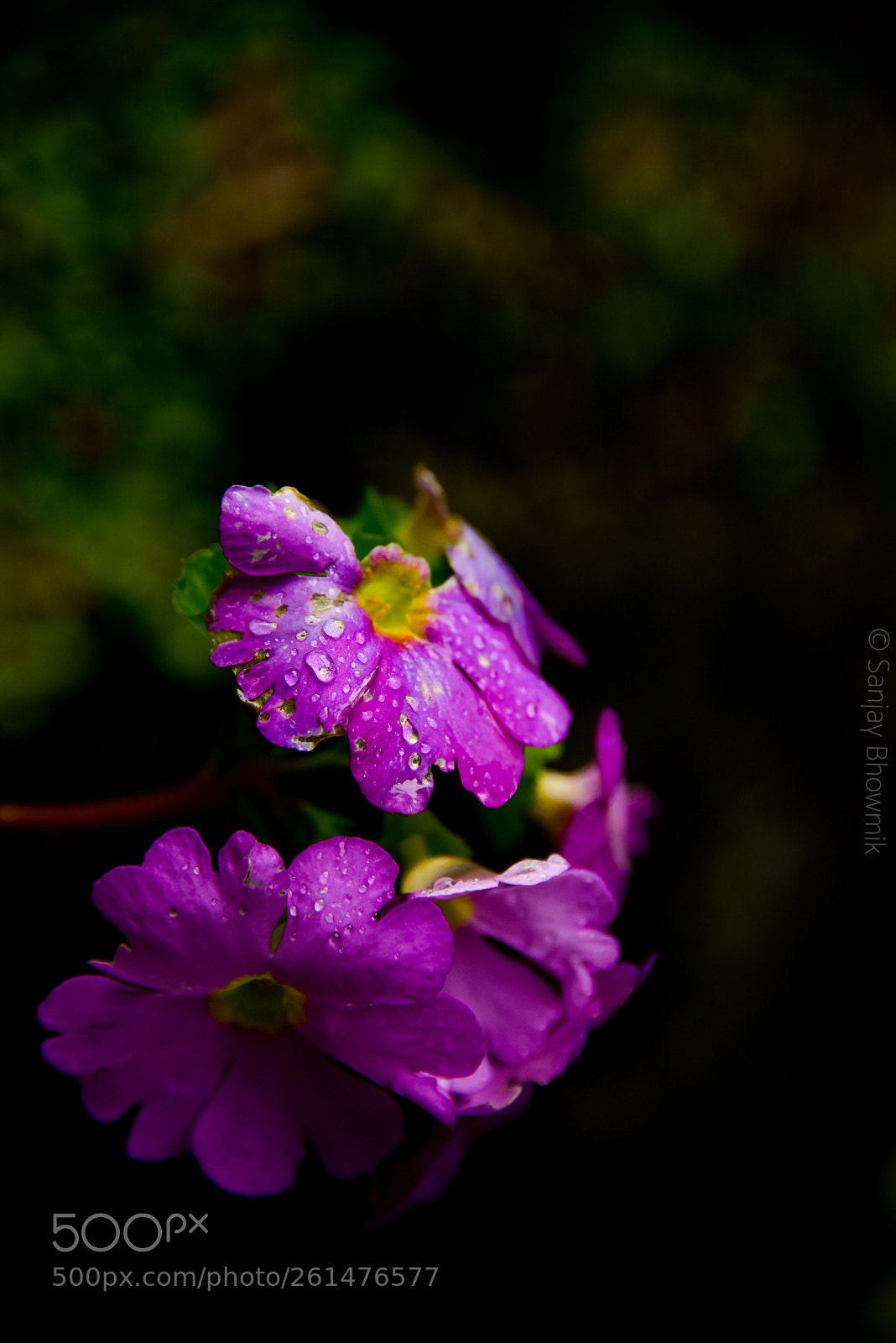 Nikon D750 sample photo. Untitled photography