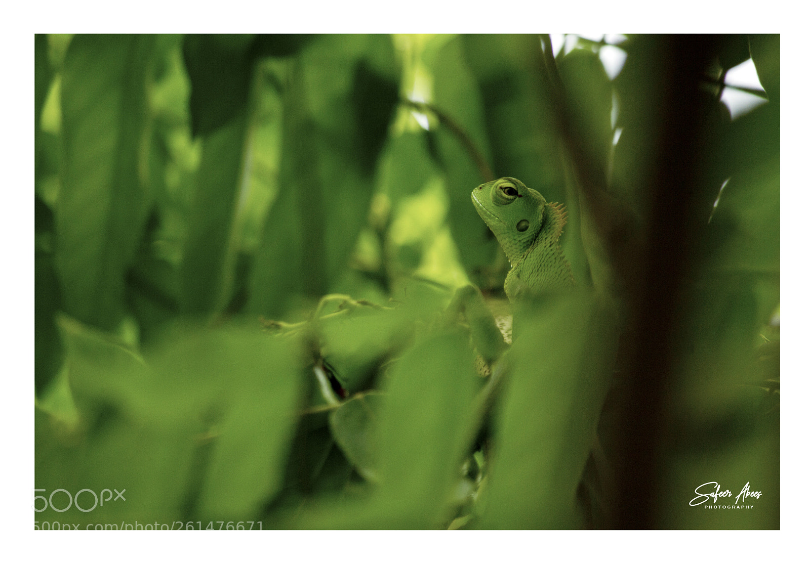 Canon EOS 550D (EOS Rebel T2i / EOS Kiss X4) sample photo. Green garden lizard photography