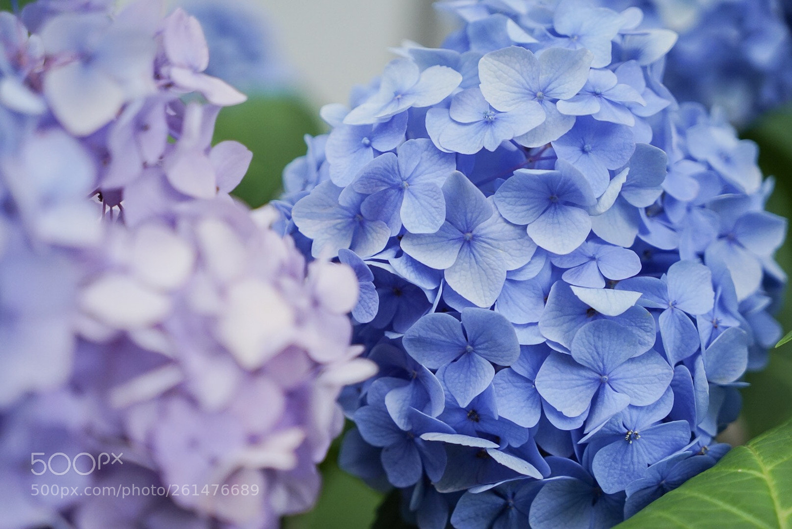 Sony a7 III sample photo. Hydrangea photography