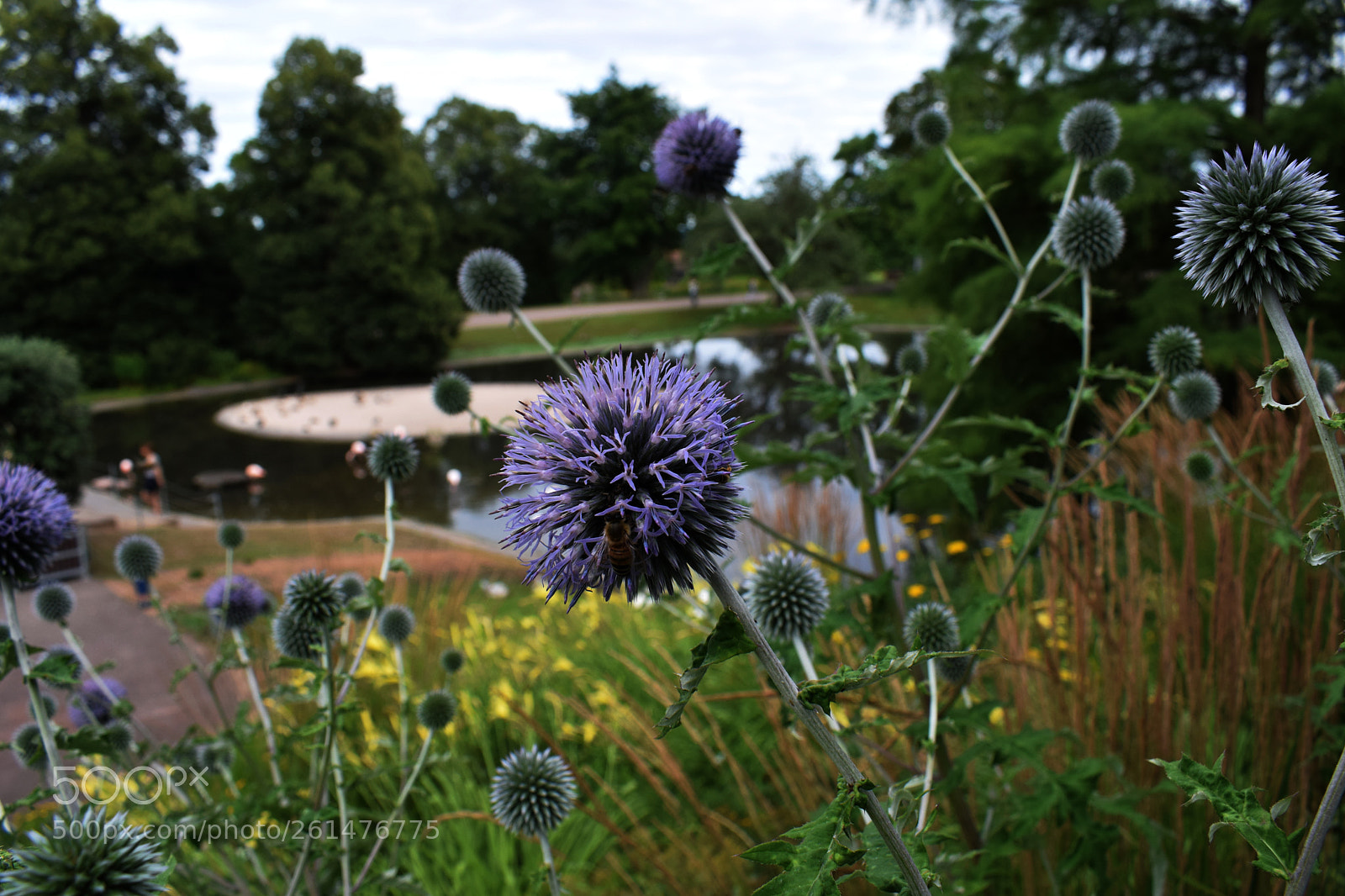 Nikon D3300 sample photo. Allium giganteum photography