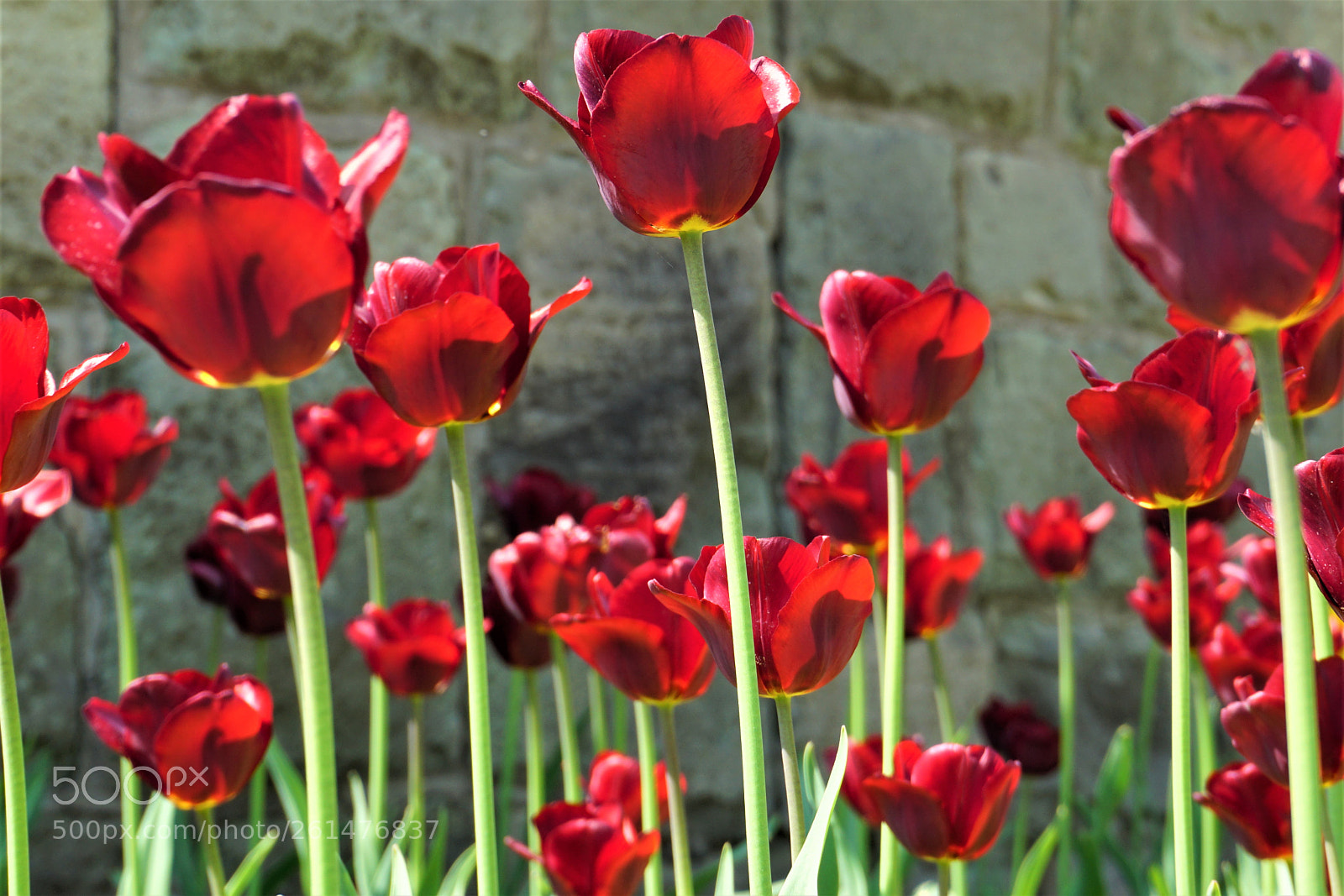 Sony a6000 sample photo. Red tulips photography