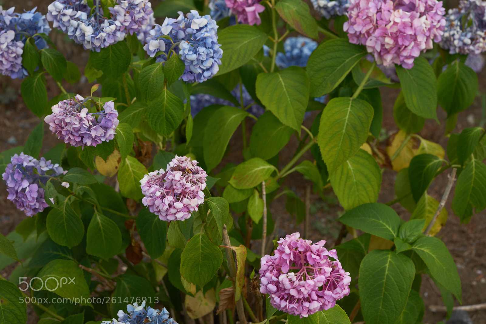 Sony a7 sample photo. Flowers 6738 photography