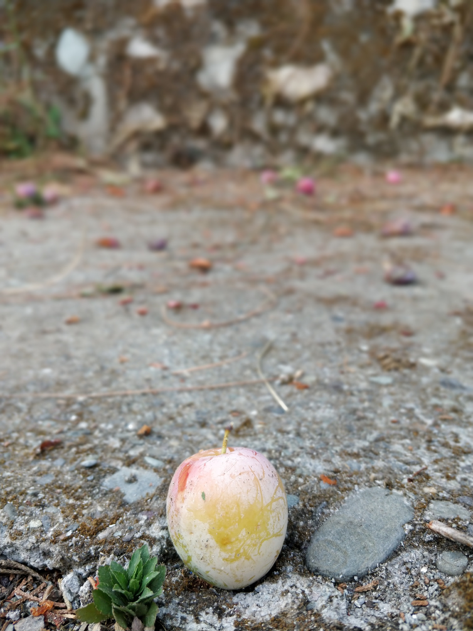 OnePlus 5T sample photo. Fig fruit photography