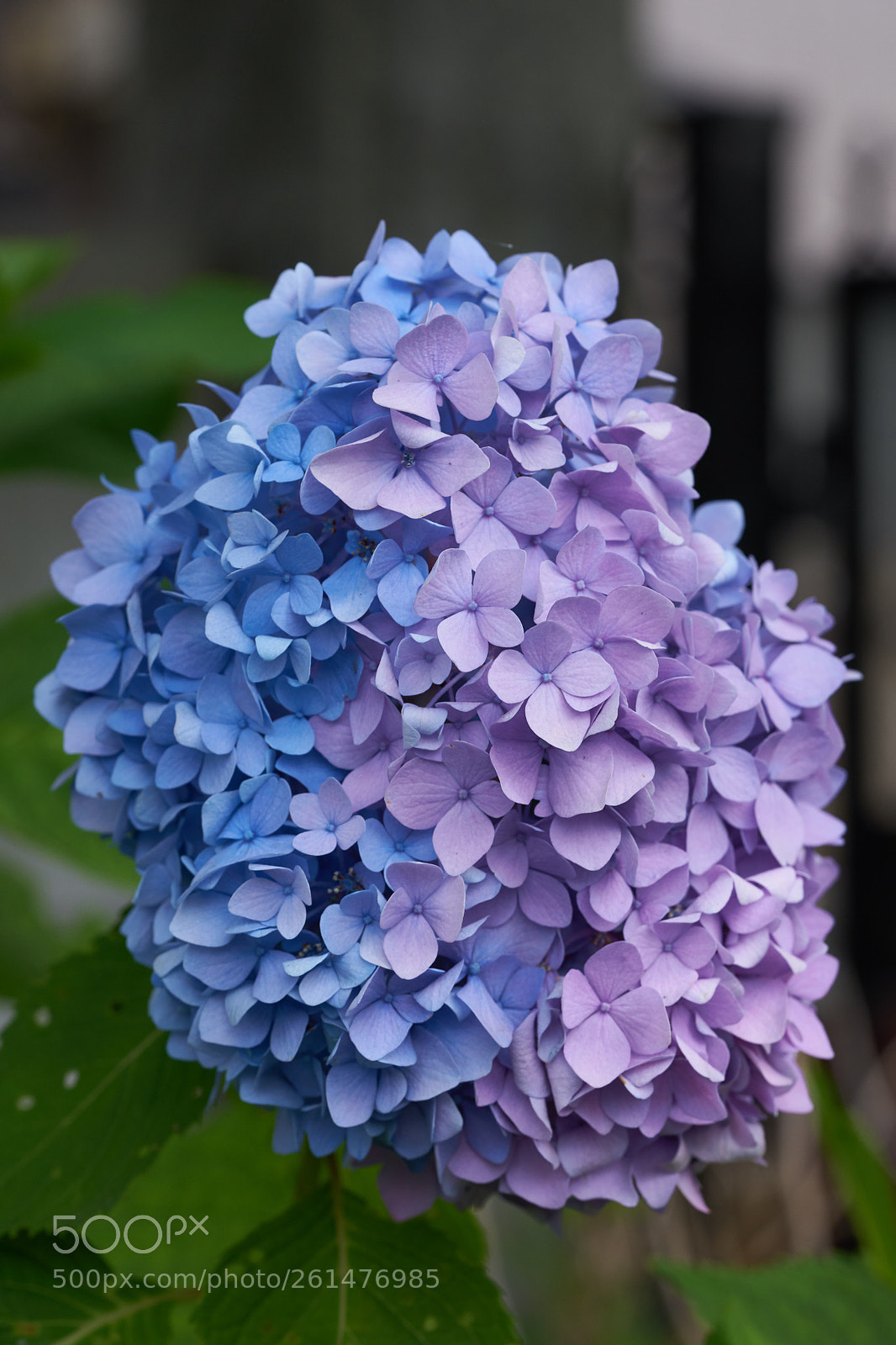 Sony a7 sample photo. Flowers 6739 photography