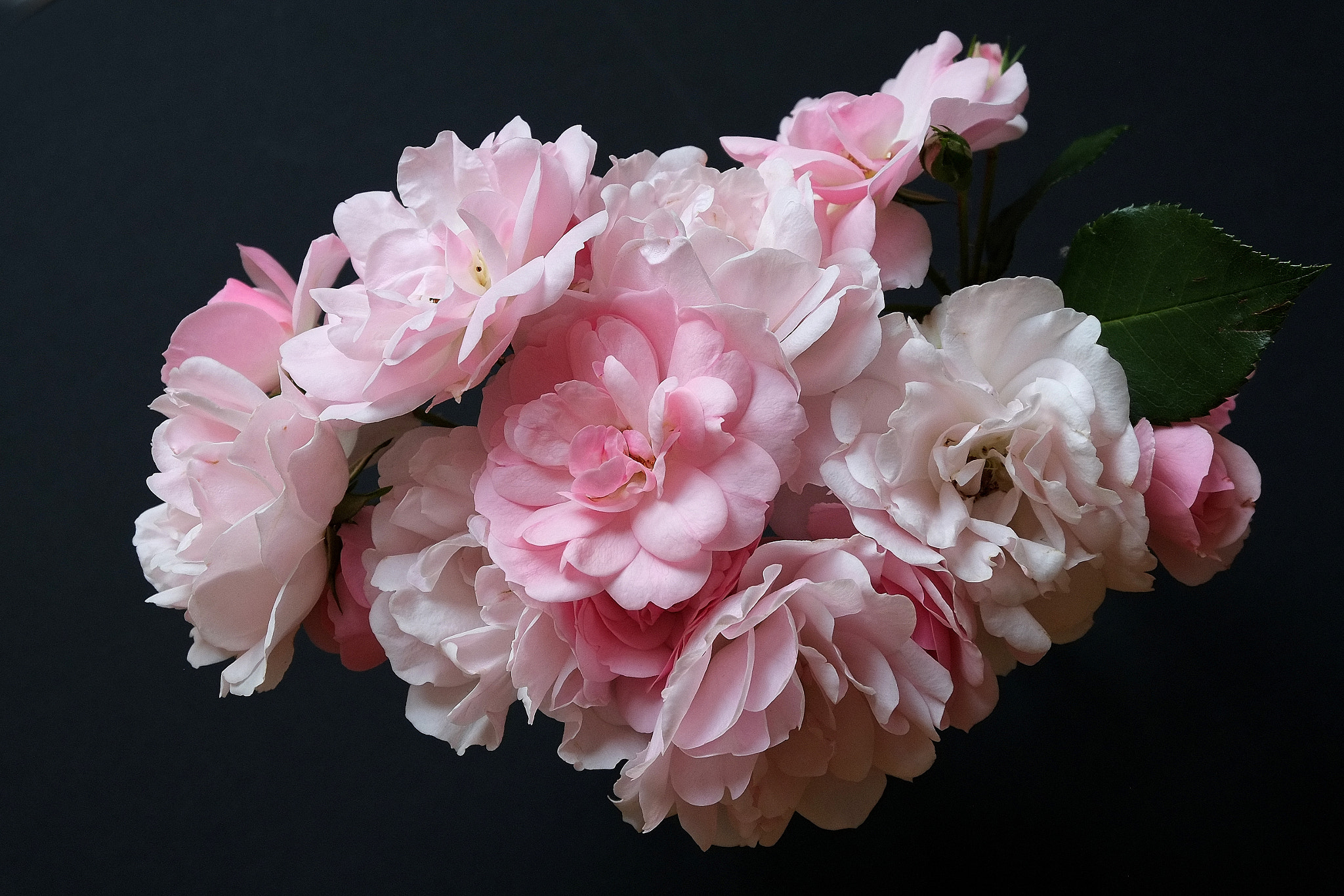 Fujifilm X-E1 sample photo. 7144-pe photography