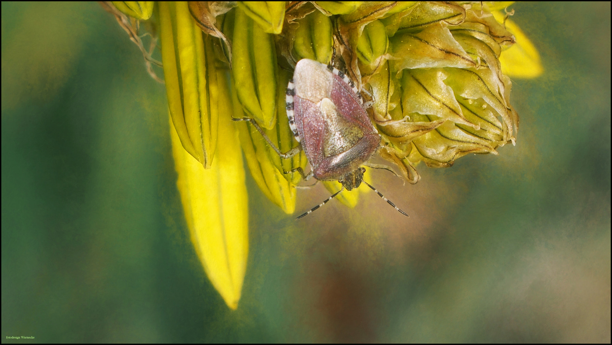 Olympus PEN E-PL7 sample photo. Berry bug photography
