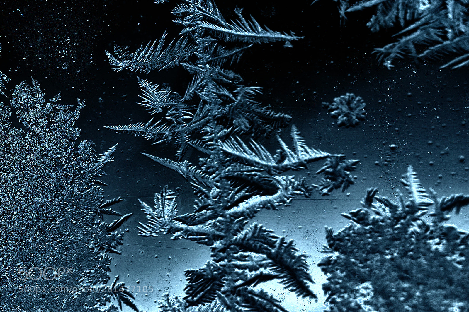 Nikon D3100 sample photo. Window frost photography