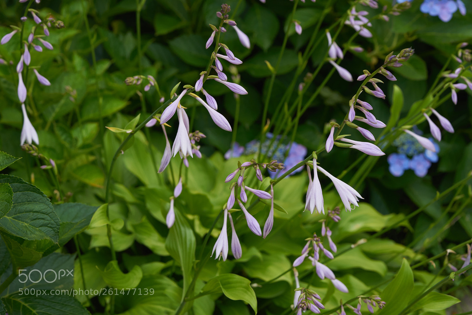 Sony a7 sample photo. Flowers 6741 photography