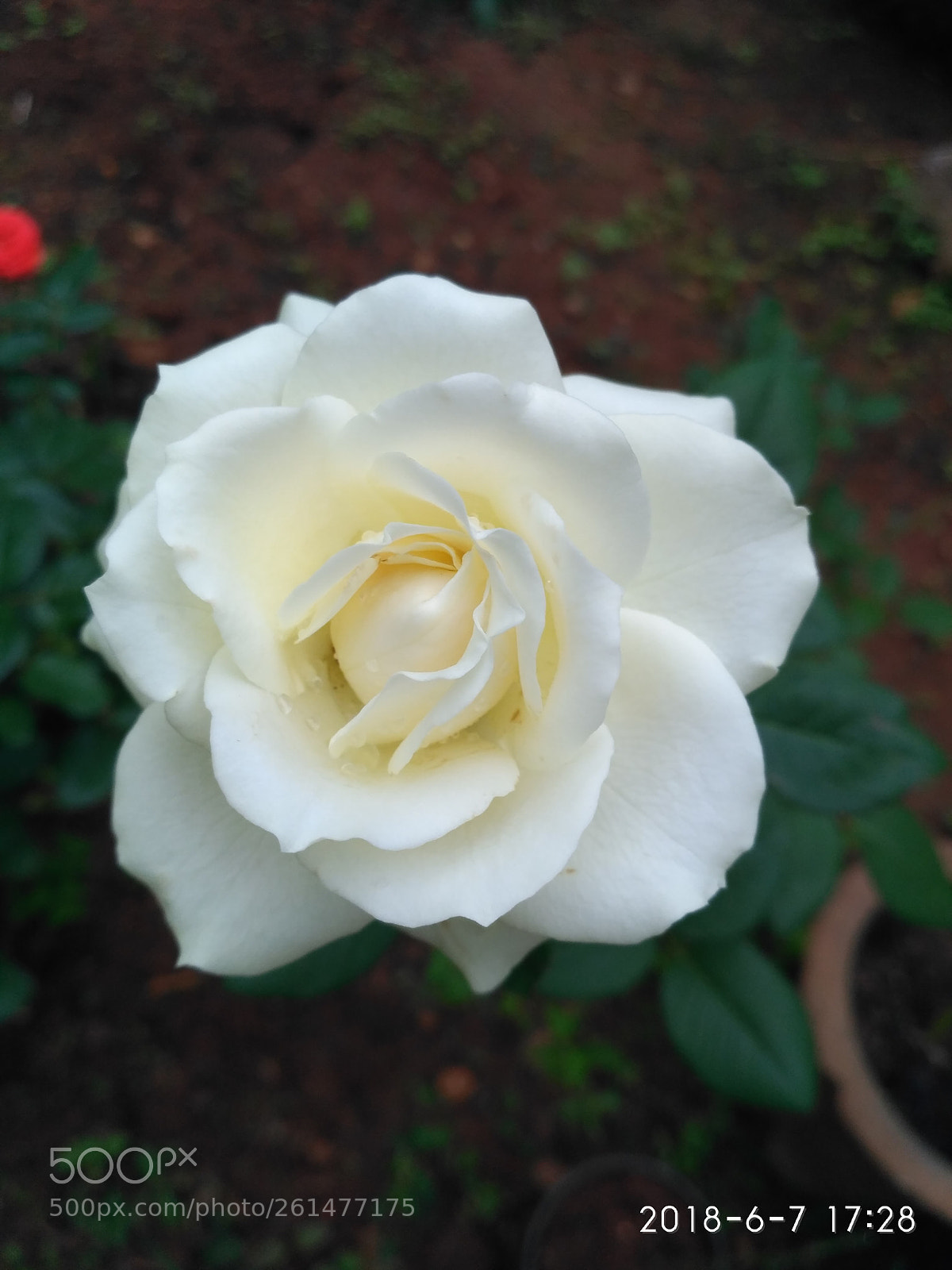 Xiaomi Redmi 3S sample photo. Hello world photography