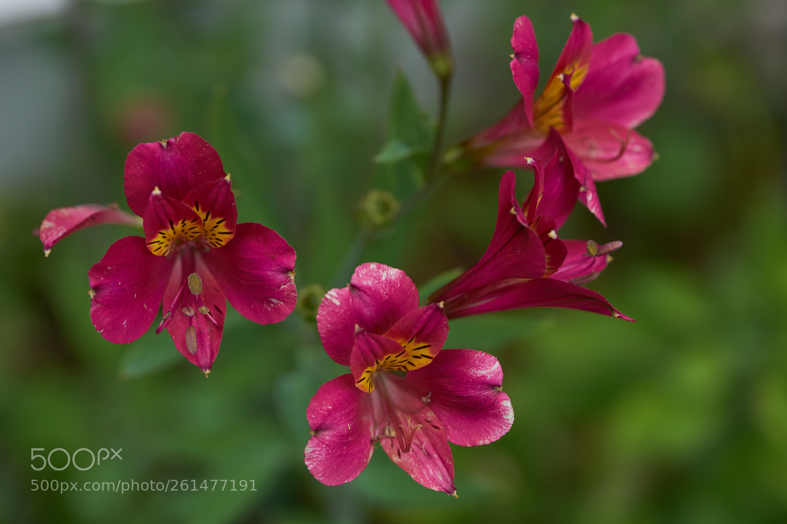 Sony a7 sample photo. Flowers 6742 photography
