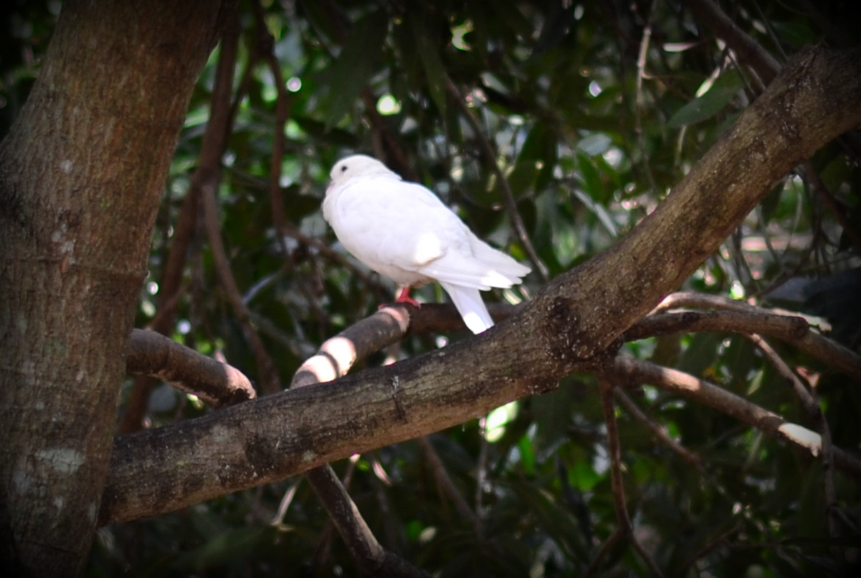 Nikon AF Nikkor 50mm F1.8D sample photo. White pigeon photography