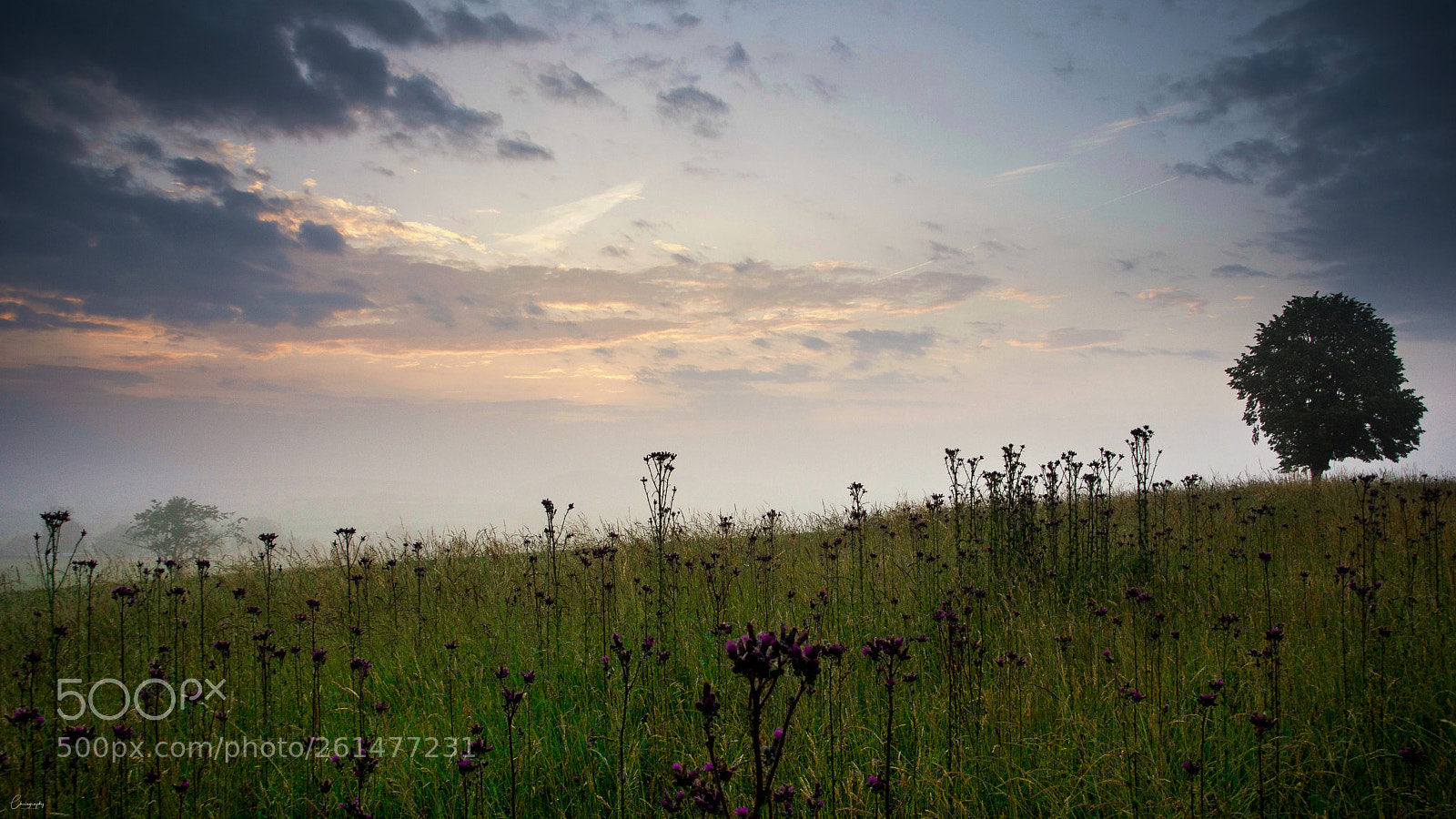 Nikon D7100 sample photo. Morgenstund photography