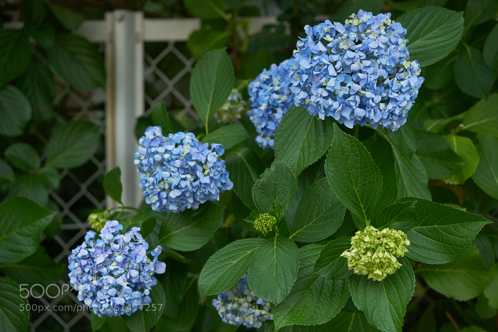 Sony a7 sample photo. Flowers 6743 photography
