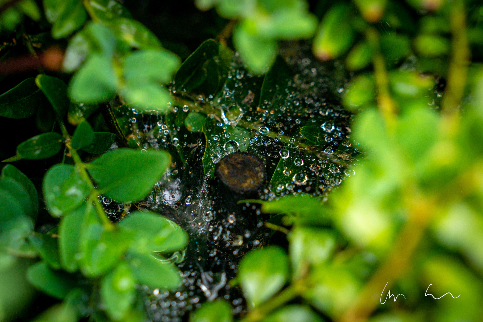 Sony Alpha NEX-7 sample photo. Spiderman photography